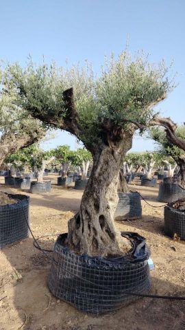 OLEA EUROPAEA CPTM 120/140 HT 250/300