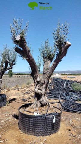 OLEA EUROPAEA CPTM 120/140 HT 250/300