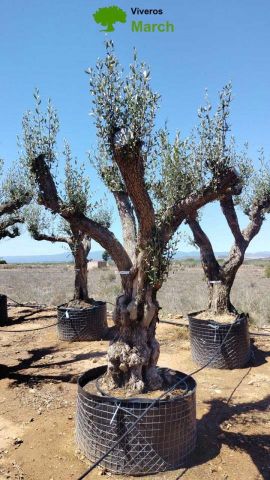 OLEA EUROPAEA CPTM 120/140 HT 250/300