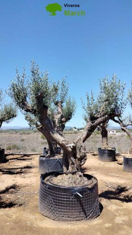 OLEA EUROPAEA CPTM 120/140 HT 250/300