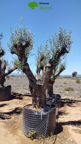 OLEA EUROPAEA CPTM 120/140 HT 250/300
