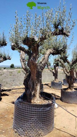 OLEA EUROPAEA CPTM 120/140 HT 250/300
