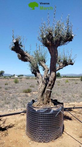 OLEA EUROPAEA CPTM 120/140 HT 250/300