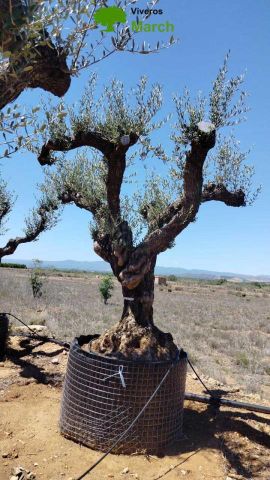 OLEA EUROPAEA CPTM 120/140 HT 250/300