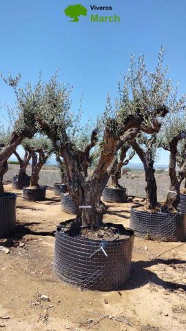 OLEA EUROPAEA CPTM 120/140 HT 250/300