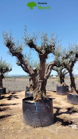 OLEA EUROPAEA CPTM 120/140 HT 250/300