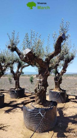 OLEA EUROPAEA CPTM 120/140 HT 250/300