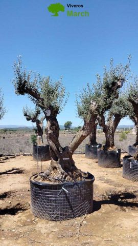 OLEA EUROPAEA CPTM 120/140 HT 250/300