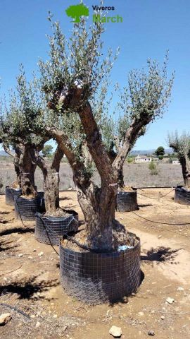 OLEA EUROPAEA CPTM 120/140 HT 250/300