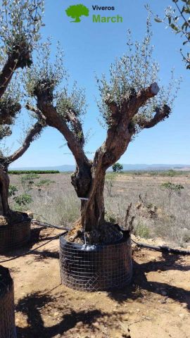 OLEA EUROPAEA CPTM 120/140 HT 250/300