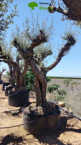 OLEA EUROPAEA CPTM 120/140 HT 250/300