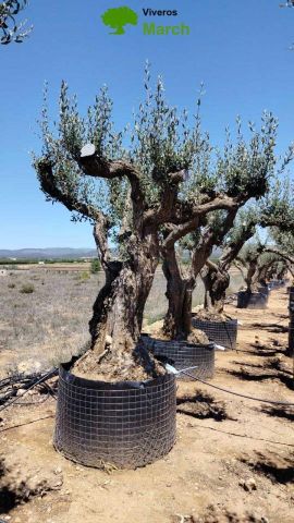 OLEA EUROPAEA CPTM 120/140 HT 250/300