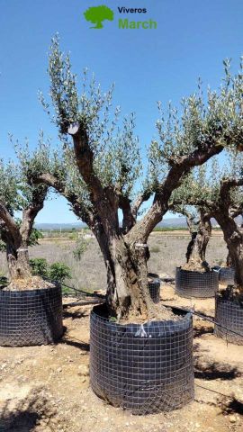 OLEA EUROPAEA CPTM 120/140 HT 250/300