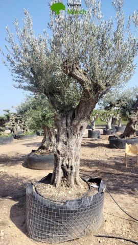 OLEA EUROPAEA CPTM 120/140 HT 250/300