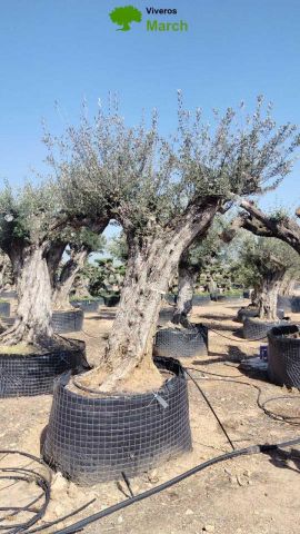 OLEA EUROPAEA CPTM 120/140 HT 250/300