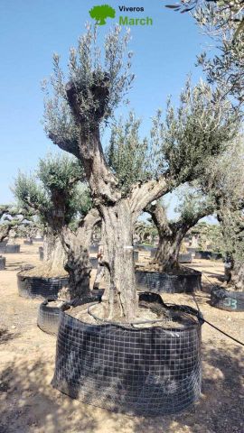 OLEA EUROPAEA CPTM 120/140 HT 250/300