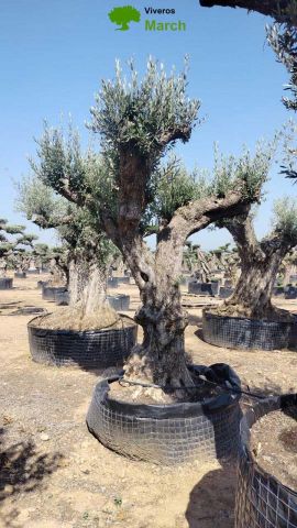 OLEA EUROPAEA CPTM 120/140 HT 250/300
