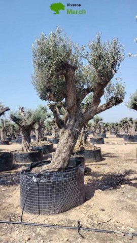 OLEA EUROPAEA CPTM 120/140 HT 250/300