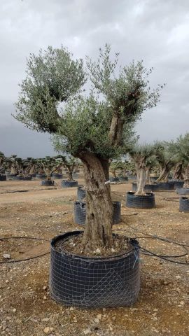 OLEA EUROPAEA CPTM 120/140 HT 250/300