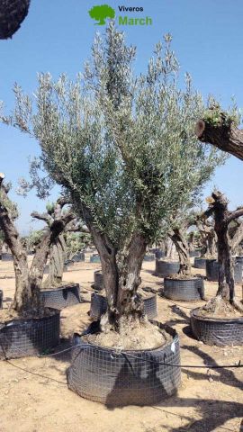OLEA EUROPAEA CPTM 120/140 HT 250/300