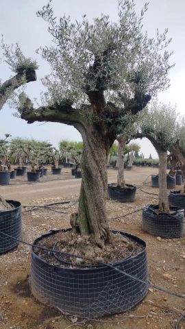 OLEA EUROPAEA CPTM 120/140 HT 250/300