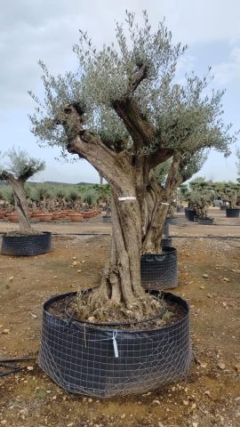 OLEA EUROPAEA CPTM 120/140 HT 250/300