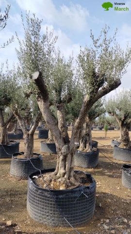 OLEA EUROPAEA CPTM 120/140 HT 250/300