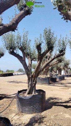 OLEA EUROPAEA CPTM 120/140 HT 250/300