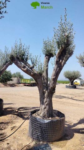 OLEA EUROPAEA CPTM 120/140 HT 250/300