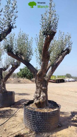 OLEA EUROPAEA CPTM 120/140 HT 250/300