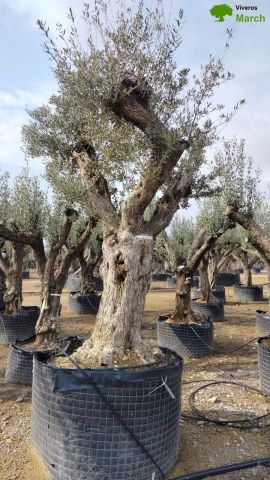 OLEA EUROPAEA CPTM 120/140 HT 250/300