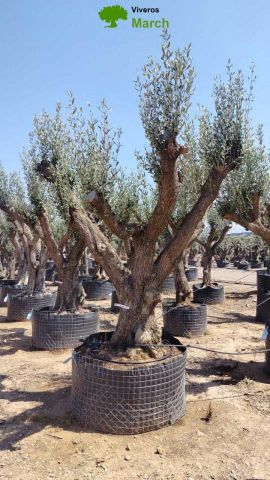 OLEA EUROPAEA CPTM 120/140 HT 250/300