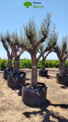 OLEA EUROPAEA CPTM 60/80 HT180/200