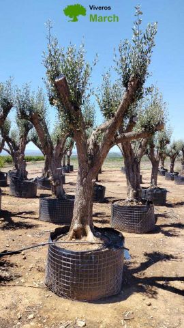 OLEA EUROPAEA CPTM 60/80 HT180/200