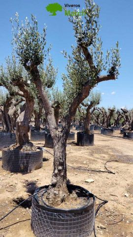 OLEA EUROPAEA CPTM 60/80 HT180/200