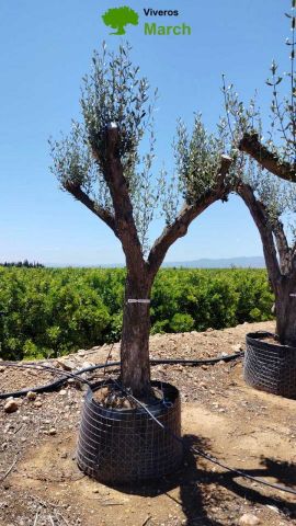 OLEA EUROPAEA CPTM 60/80 HT180/200