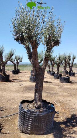 OLEA EUROPAEA CPTM 60/80 HT180/200