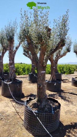 OLEA EUROPAEA CPTM 60/80 HT180/200