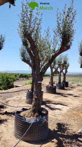 OLEA EUROPAEA CPTM 60/80 HT180/200