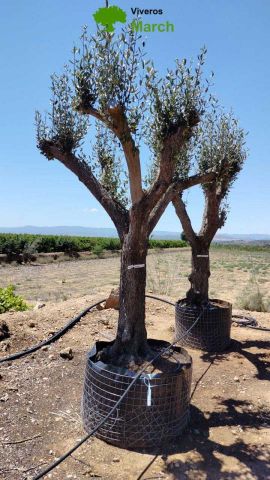 OLEA EUROPAEA CPTM 60/80 HT180/200