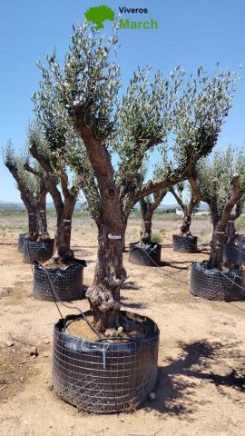OLEA EUROPAEA CPTM 60/80 HT180/200