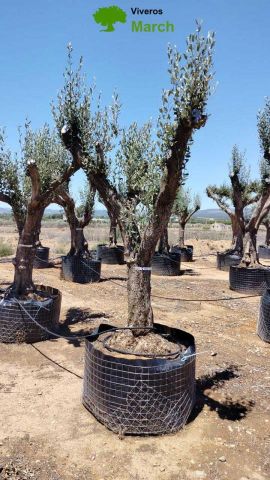 OLEA EUROPAEA CPTM 60/80 HT180/200