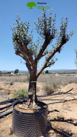 OLEA EUROPAEA CPTM 60/80 HT180/200
