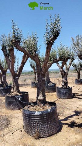 OLEA EUROPAEA CPTM 60/80 HT180/200