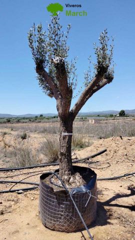 OLEA EUROPAEA CPTM 60/80 HT180/200