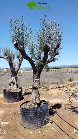 OLEA EUROPAEA CPTM 60/80 HT180/200