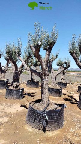 OLEA EUROPAEA CPTM 60/80 HT180/200