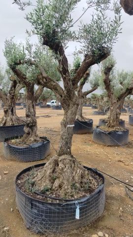 OLEA EUROPAEA CPTM 60/80 HT180/200