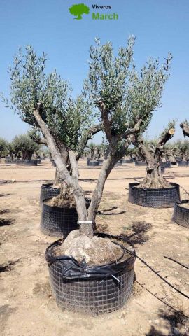 OLEA EUROPAEA CPTM 60/80 HT180/200