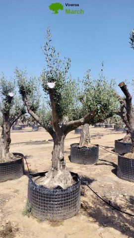 OLEA EUROPAEA CPTM 60/80 HT180/200